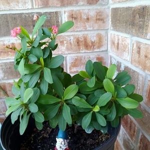 Meet your Posher, Palmira